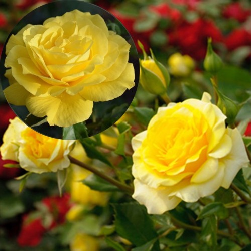 Rosa 'Melgold' - Roos 'Melgold' C4/4L